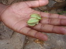 Populus Caspica